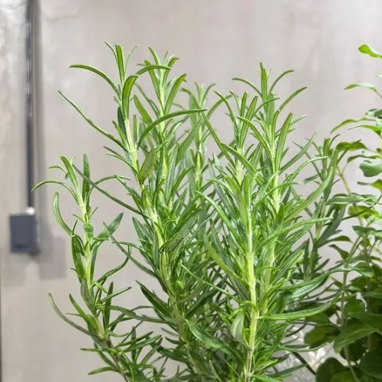 Huerta organica con plantas aromaticas blanca 